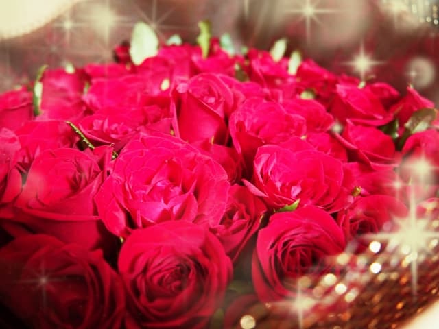 プロポーズにおすすめのバラの花言葉は本数によって変わる！